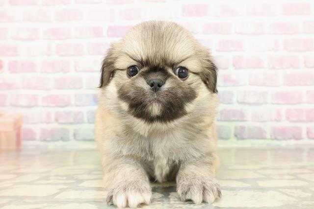 群馬県のチワペキ/ペキチー/ペキチワ(チワワ×ペキニーズ) (Coo&RIKU前橋店/2025年10月26日生まれ/男の子/フォーン)の子犬の1枚目の画像