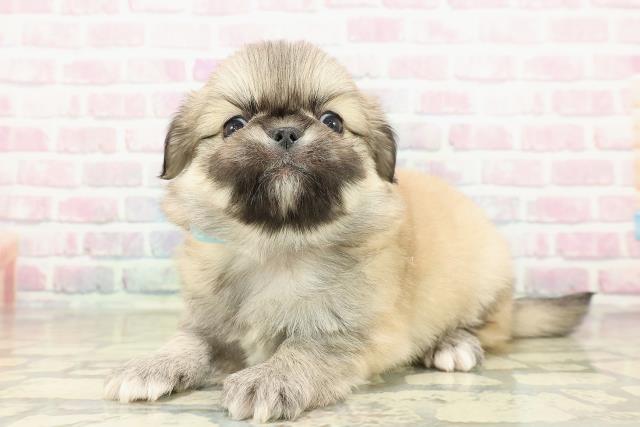 群馬県のチワペキ/ペキチー/ペキチワ(チワワ×ペキニーズ) (Coo&RIKU前橋店/2025年10月26日生まれ/男の子/フォーン)の子犬の2枚目の画像