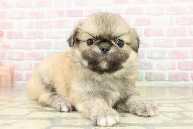 群馬県のチワペキ/ペキチー/ペキチワ(チワワ×ペキニーズ) (Coo&RIKU前橋店/2025年10月26日生まれ/男の子/フォーン)の子犬の3枚目の画像