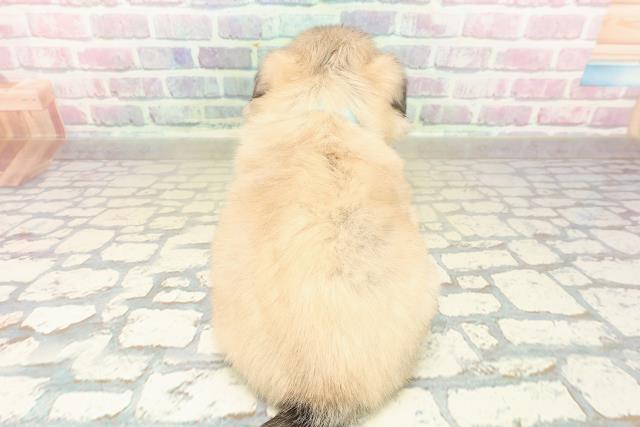 群馬県のチワペキ/ペキチー/ペキチワ(チワワ×ペキニーズ) (Coo&RIKU前橋店/2025年10月26日生まれ/男の子/フォーン)の子犬の4枚目の画像