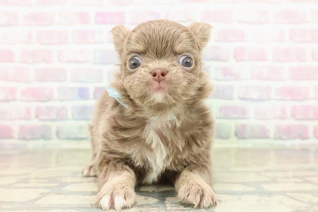 神奈川県のチワワ(ロング) (Coo&RIKU日吉店/2025年10月26日生まれ/男の子/イザベラホワイト)の子犬の1枚目の画像