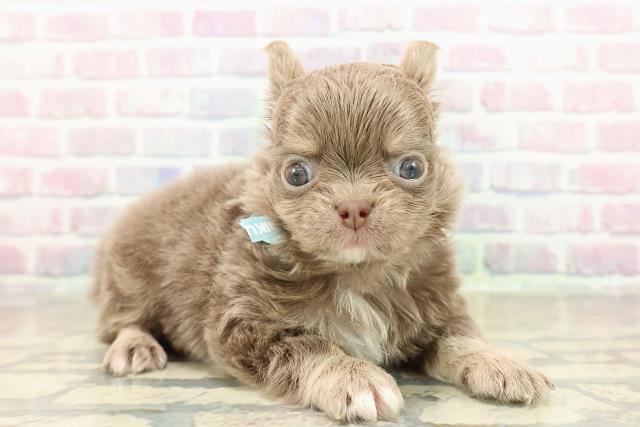 神奈川県のチワワ(ロング) (Coo&RIKU日吉店/2025年10月26日生まれ/男の子/イザベラホワイト)の子犬の3枚目の画像