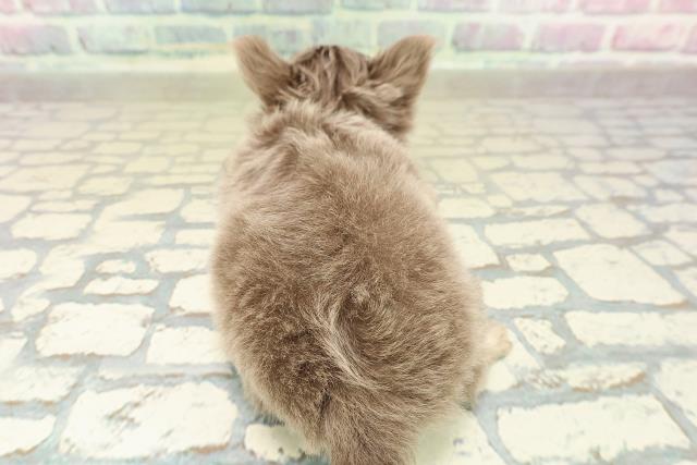 神奈川県のチワワ(ロング) (Coo&RIKU日吉店/2025年10月26日生まれ/男の子/イザベラホワイト)の子犬の4枚目の画像