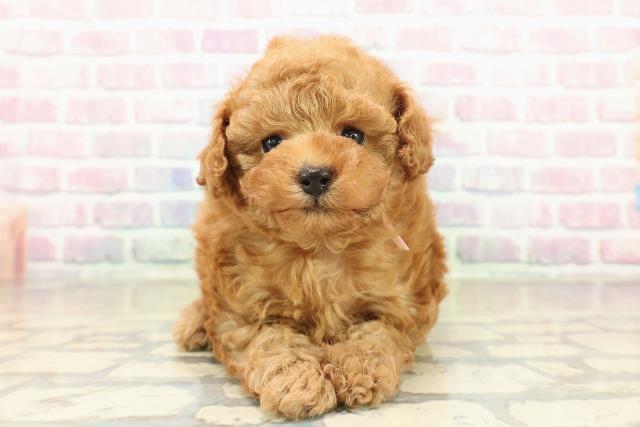 群馬県のトイプードル(トイ) (Coo&RIKU前橋店/2025年10月26日生まれ/女の子/アプリコット)の子犬の1枚目の画像