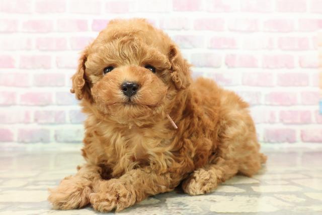 群馬県のトイプードル(トイ) (Coo&RIKU前橋店/2025年10月26日生まれ/女の子/アプリコット)の子犬の2枚目の画像