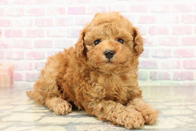 群馬県のトイプードル(トイ) (Coo&RIKU前橋店/2025年10月26日生まれ/女の子/アプリコット)の子犬の3枚目の画像