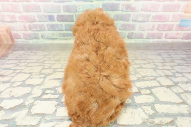 群馬県のトイプードル(トイ) (Coo&RIKU前橋店/2025年10月26日生まれ/女の子/アプリコット)の子犬の4枚目の画像