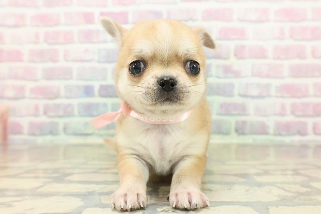 神奈川県のチワワ(スムース) (Coo&RIKU横浜旭店/2025年10月27日生まれ/女の子/レッドホワイト)の子犬の1枚目の画像