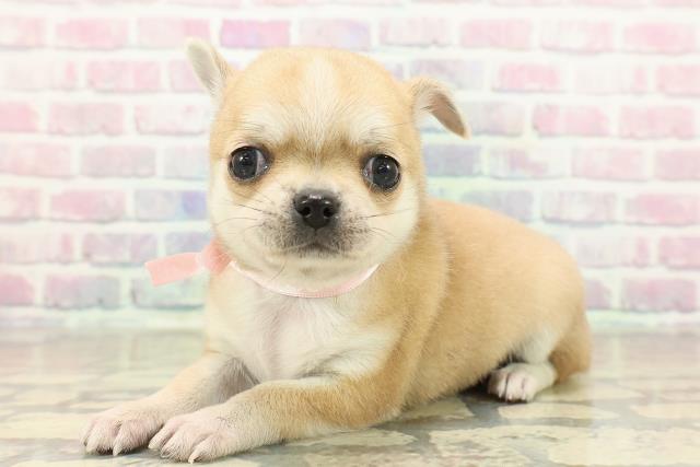 神奈川県のチワワ(スムース) (Coo&RIKU横浜旭店/2025年10月27日生まれ/女の子/レッドホワイト)の子犬の2枚目の画像