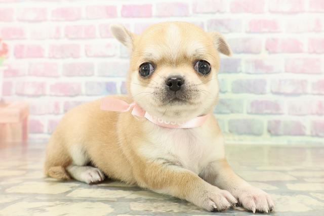 神奈川県のチワワ(スムース) (Coo&RIKU横浜旭店/2025年10月27日生まれ/女の子/レッドホワイト)の子犬の3枚目の画像