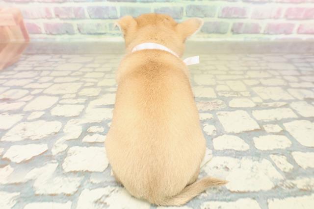 神奈川県のチワワ(スムース) (Coo&RIKU横浜旭店/2025年10月27日生まれ/女の子/レッドホワイト)の子犬の4枚目の画像