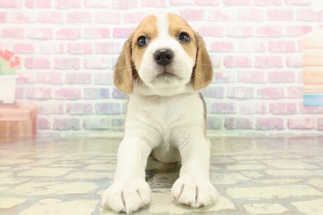 北海道のビーグル (Coo&RIKU旭川店/2025年10月25日生まれ/女の子/ブラックタンホワイト)の子犬の1枚目の画像