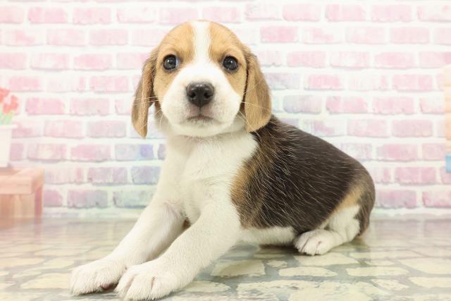 北海道のビーグル (Coo&RIKU旭川店/2025年10月25日生まれ/女の子/ブラックタンホワイト)の子犬の2枚目の画像