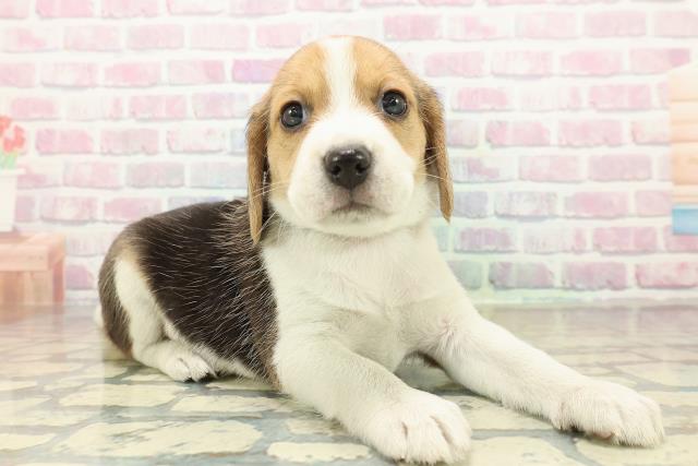 北海道のビーグル (Coo&RIKU旭川店/2025年10月25日生まれ/女の子/ブラックタンホワイト)の子犬の3枚目の画像