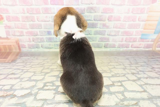 北海道のビーグル (Coo&RIKU旭川店/2025年10月25日生まれ/女の子/ブラックタンホワイト)の子犬の4枚目の画像