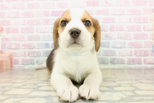 沖縄県のビーグル (Coo&RIKU沖縄浦添店/2025年10月25日生まれ/男の子/ブラックタンホワイト)の子犬の1枚目の画像