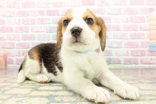 沖縄県のビーグル (Coo&RIKU沖縄浦添店/2025年10月25日生まれ/男の子/ブラックタンホワイト)の子犬の3枚目の画像