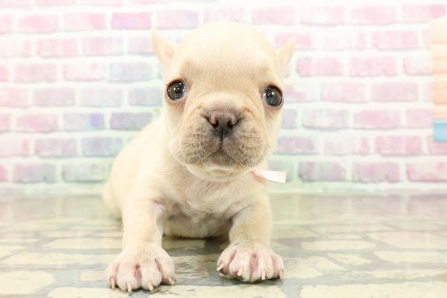 山梨県のフレンチブルドッグ (Coo&RIKU甲府昭和通り店/2025年10月24日生まれ/女の子/クリーム)の子犬の1枚目の画像