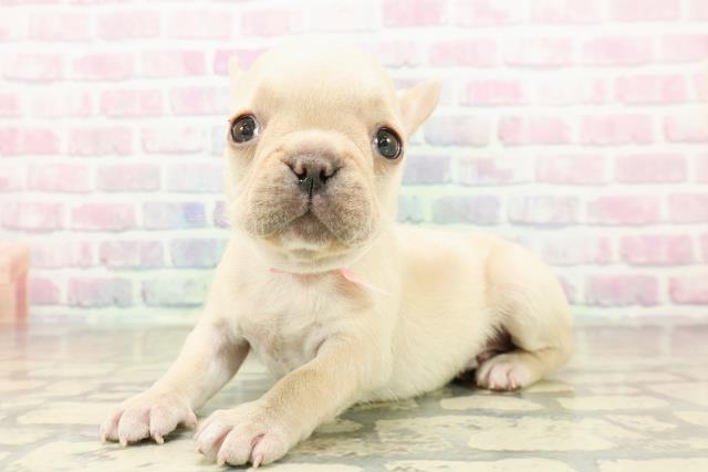 山梨県のフレンチブルドッグ (Coo&RIKU甲府昭和通り店/2025年10月24日生まれ/女の子/クリーム)の子犬の2枚目の画像