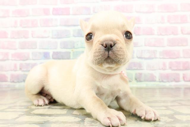 山梨県のフレンチブルドッグ (Coo&RIKU甲府昭和通り店/2025年10月24日生まれ/女の子/クリーム)の子犬の3枚目の画像