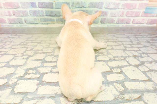 山梨県のフレンチブルドッグ (Coo&RIKU甲府昭和通り店/2025年10月24日生まれ/女の子/クリーム)の子犬の4枚目の画像