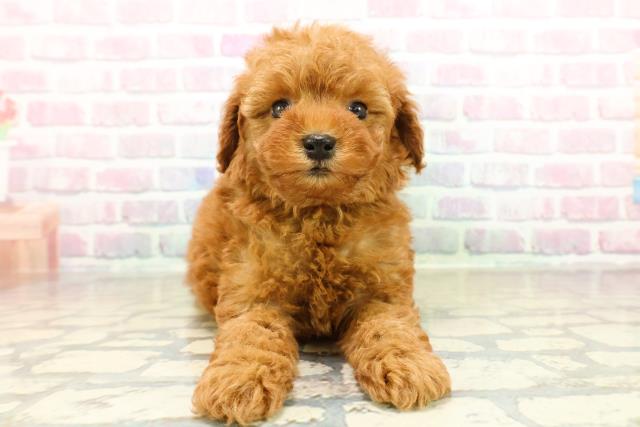 トイ・プードル