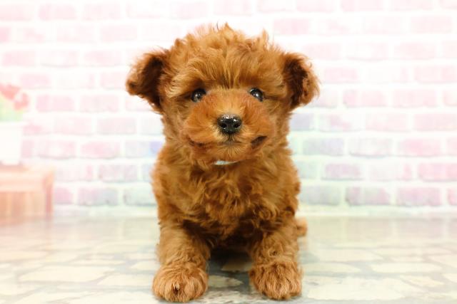 埼玉県のチワプー/プーチー(チワワ×プードル) (Coo&RIKUアニマルケアセンター大宮/2025年10月27日生まれ/男の子/レッド)の子犬の1枚目の画像