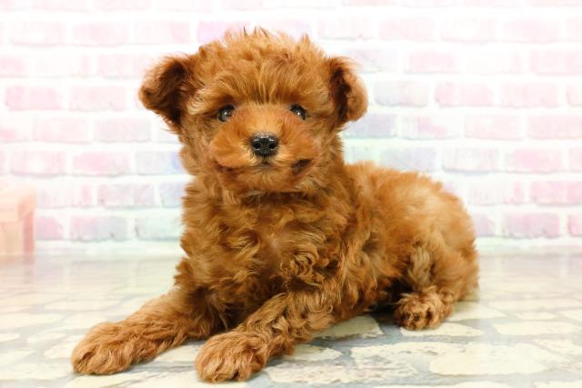 埼玉県のチワプー/プーチー(チワワ×プードル) (Coo&RIKUアニマルケアセンター大宮/2025年10月27日生まれ/男の子/レッド)の子犬の2枚目の画像