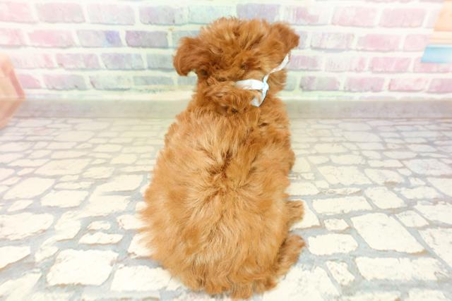 埼玉県のチワプー/プーチー(チワワ×プードル) (Coo&RIKUアニマルケアセンター大宮/2025年10月27日生まれ/男の子/レッド)の子犬の4枚目の画像