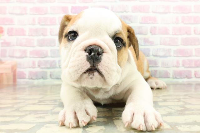 神奈川県のブルドッグ (Coo&RIKU長津田店/2025年10月27日生まれ/男の子/レッドホワイト)の子犬の1枚目の画像