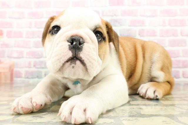 神奈川県のブルドッグ (Coo&RIKU長津田店/2025年10月27日生まれ/男の子/レッドホワイト)の子犬の2枚目の画像