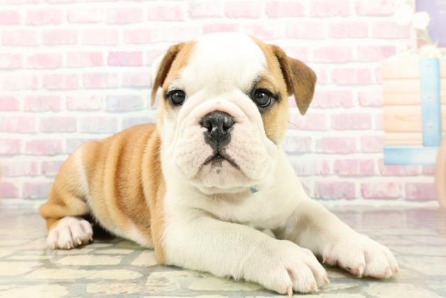 神奈川県のブルドッグ (Coo&RIKU長津田店/2025年10月27日生まれ/男の子/レッドホワイト)の子犬の3枚目の画像