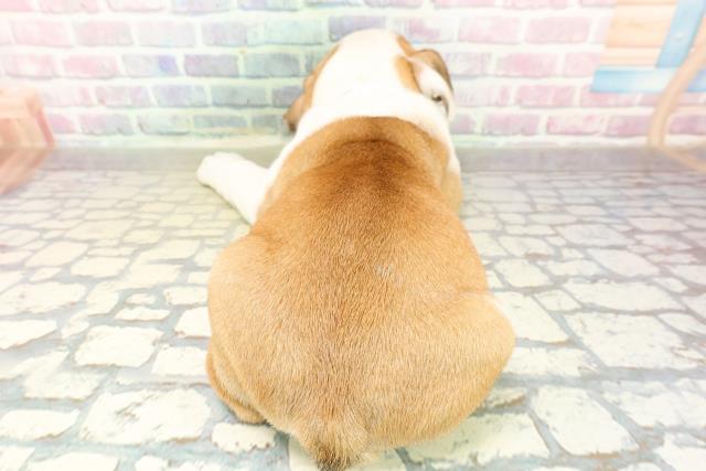 神奈川県のブルドッグ (Coo&RIKU長津田店/2025年10月27日生まれ/男の子/レッドホワイト)の子犬の4枚目の画像