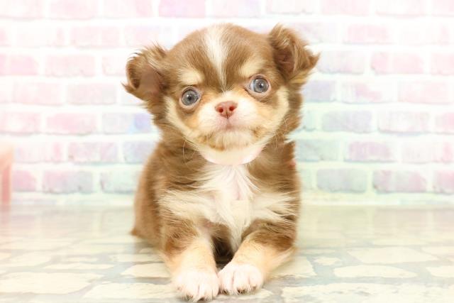 神奈川県のチワワ(ロング) (Coo&RIKU横浜旭店/2025年10月26日生まれ/女の子/チョコレートタンホワイト)の子犬の1枚目の画像