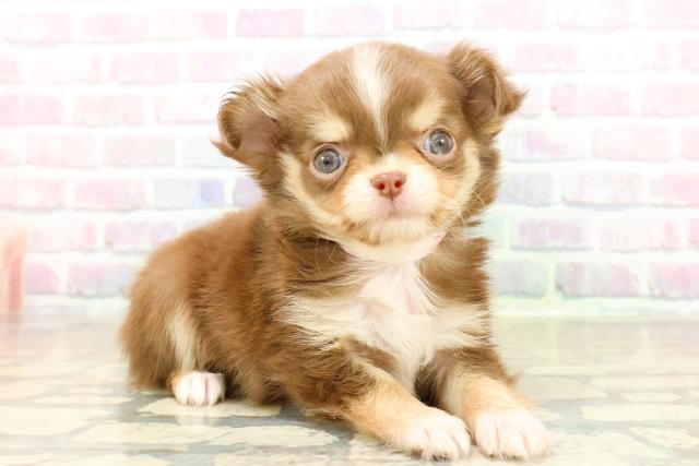 神奈川県のチワワ(ロング) (Coo&RIKU横浜旭店/2025年10月26日生まれ/女の子/チョコレートタンホワイト)の子犬の3枚目の画像