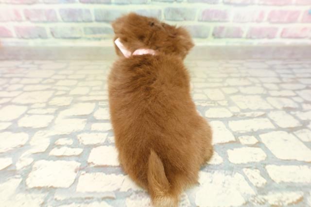 神奈川県のチワワ(ロング) (Coo&RIKU横浜旭店/2025年10月26日生まれ/女の子/チョコレートタンホワイト)の子犬の4枚目の画像