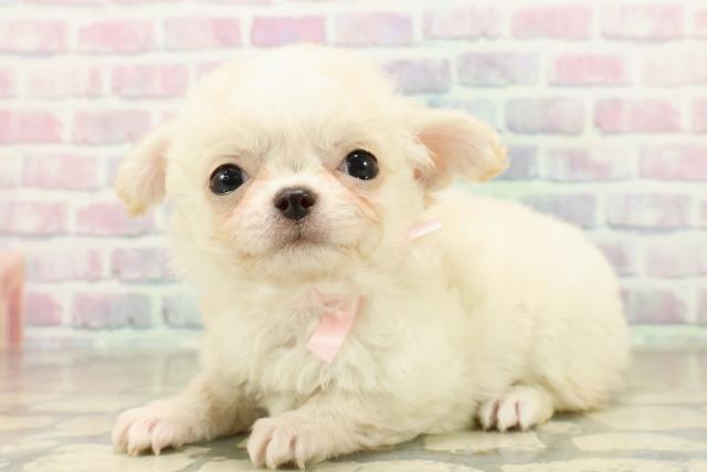 神奈川県のチワワ(ロング) (Coo&RIKU横浜青葉店/2025年10月27日生まれ/女の子/クリームホワイト)の子犬の2枚目の画像