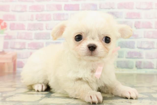 神奈川県のチワワ(ロング) (Coo&RIKU横浜青葉店/2025年10月27日生まれ/女の子/クリームホワイト)の子犬の3枚目の画像