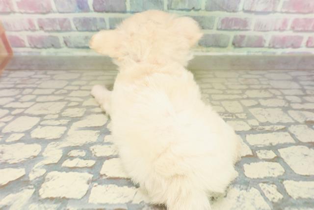 神奈川県のチワワ(ロング) (Coo&RIKU横浜青葉店/2025年10月27日生まれ/女の子/クリームホワイト)の子犬の4枚目の画像