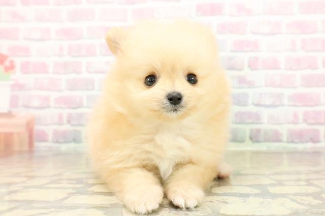 神奈川県のポメラニアン (Coo&RIKU横浜青葉店/2025年10月28日生まれ/男の子/クリームホワイト)の子犬の1枚目の画像