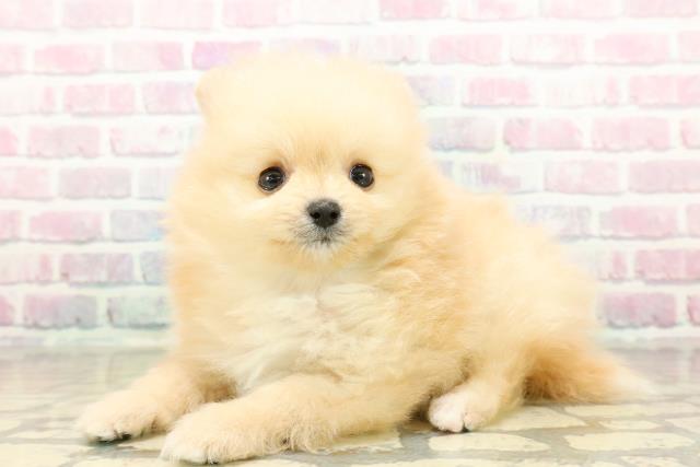 神奈川県のポメラニアン (Coo&RIKU横浜青葉店/2025年10月28日生まれ/男の子/クリームホワイト)の子犬の2枚目の画像