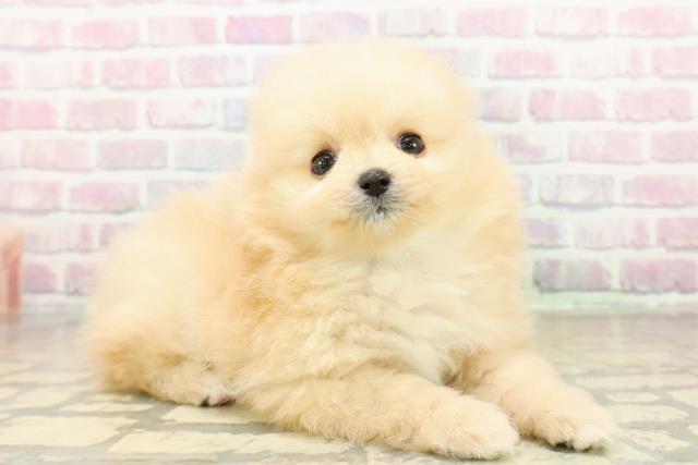 神奈川県のポメラニアン (Coo&RIKU横浜青葉店/2025年10月28日生まれ/男の子/クリームホワイト)の子犬の3枚目の画像