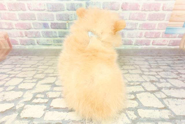 神奈川県のポメラニアン (Coo&RIKU横浜青葉店/2025年10月28日生まれ/男の子/クリームホワイト)の子犬の4枚目の画像