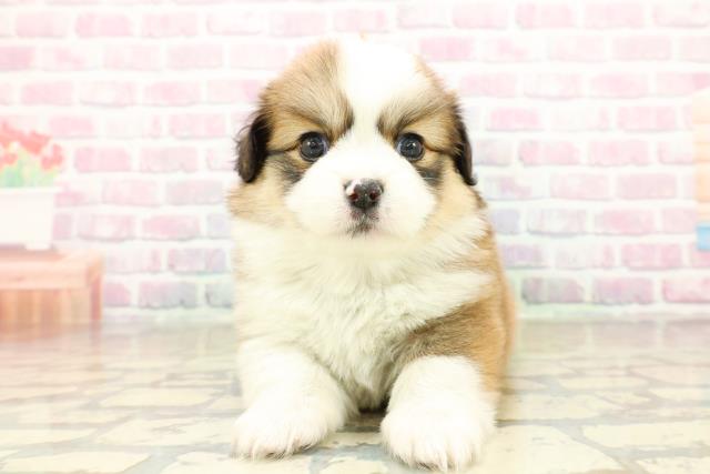 神奈川県のハーフ犬・ミックス犬 (Coo&RIKU藤沢店/2025年10月28日生まれ/女の子/レッドホワイト)の子犬の1枚目の画像