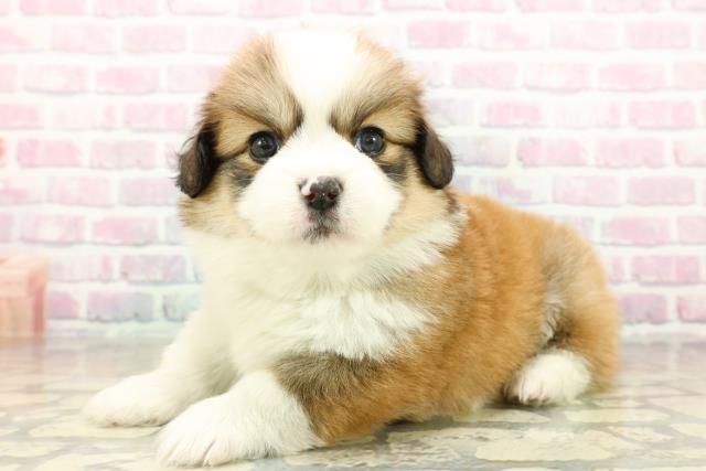 神奈川県のハーフ犬・ミックス犬 (Coo&RIKU藤沢店/2025年10月28日生まれ/女の子/レッドホワイト)の子犬の2枚目の画像