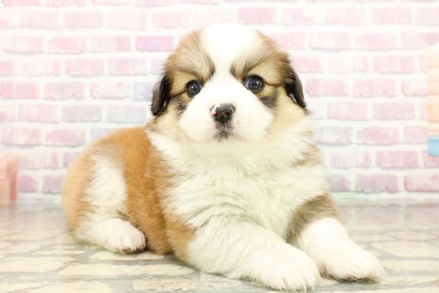 神奈川県のハーフ犬・ミックス犬 (Coo&RIKU藤沢店/2025年10月28日生まれ/女の子/レッドホワイト)の子犬の3枚目の画像