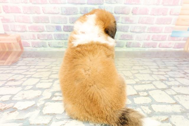 神奈川県のハーフ犬・ミックス犬 (Coo&RIKU藤沢店/2025年10月28日生まれ/女の子/レッドホワイト)の子犬の4枚目の画像