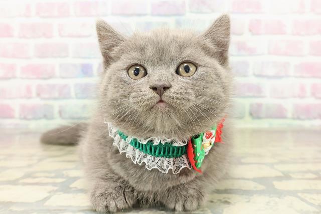 東京都のマンチカン (Coo&RIKU中野サンモール店/2025年10月28日生まれ/男の子/ブルー)の子猫