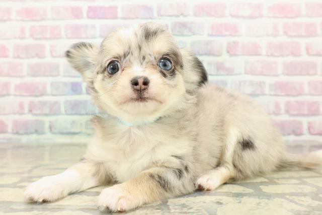 神奈川県のチワワ(ロング) (Coo&RIKU相模原店/2025年10月27日生まれ/男の子/ブルーマールホワイト)の子犬の2枚目の画像