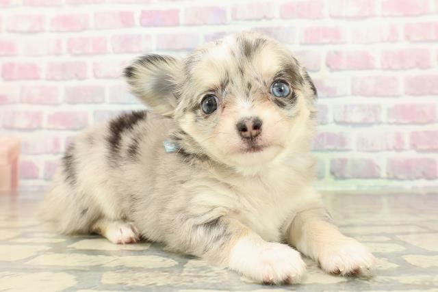 神奈川県のチワワ(ロング) (Coo&RIKU相模原店/2025年10月27日生まれ/男の子/ブルーマールホワイト)の子犬の3枚目の画像